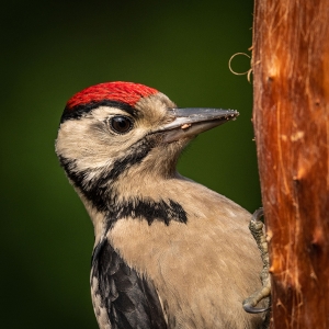 Redwell   16 06 2020   D500   Les 110.jpg